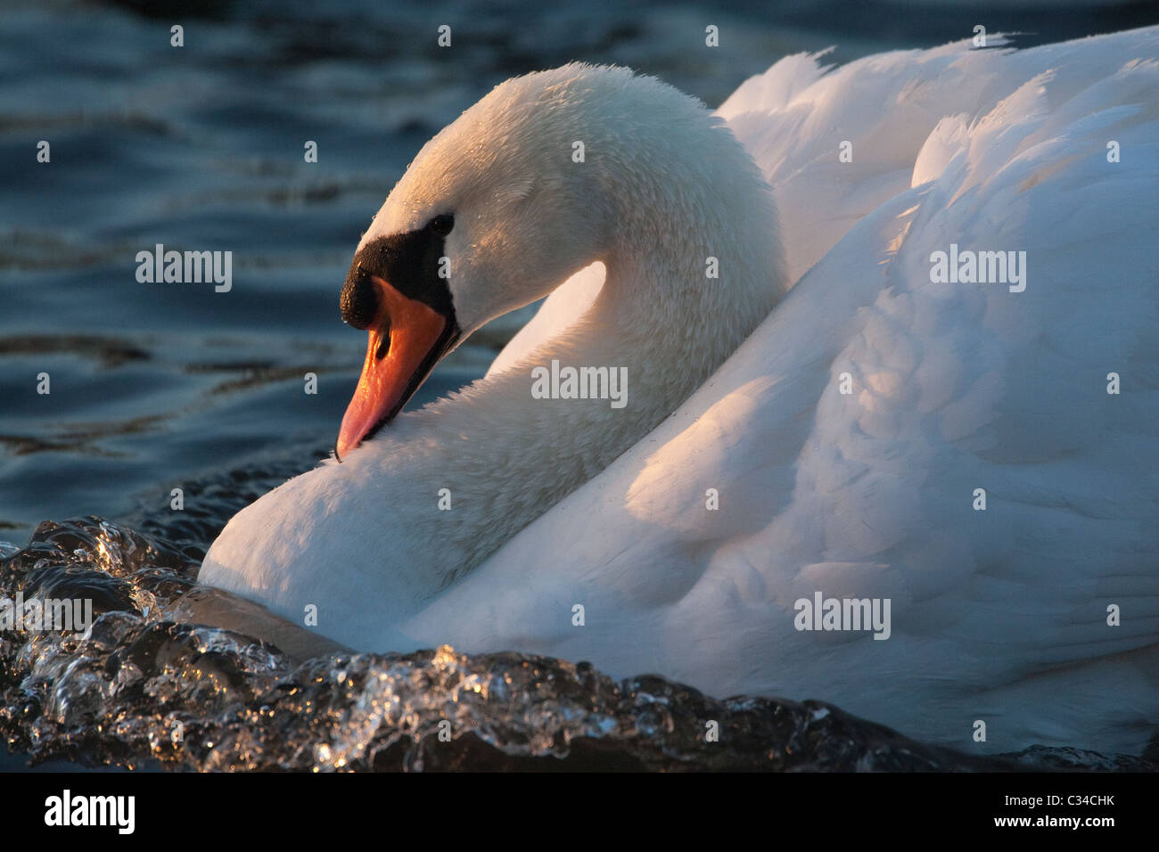 Höckerschwan aggression Stockfoto