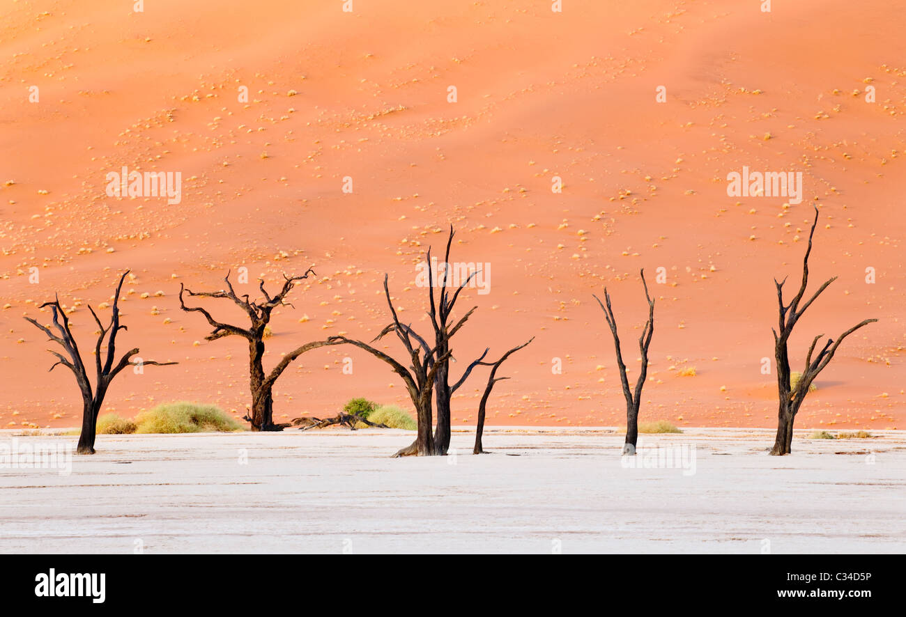 Bäume im Dead Vlei, Namib-Naukluft National Park, Namib-Wüste, Namibia, Afrika Stockfoto