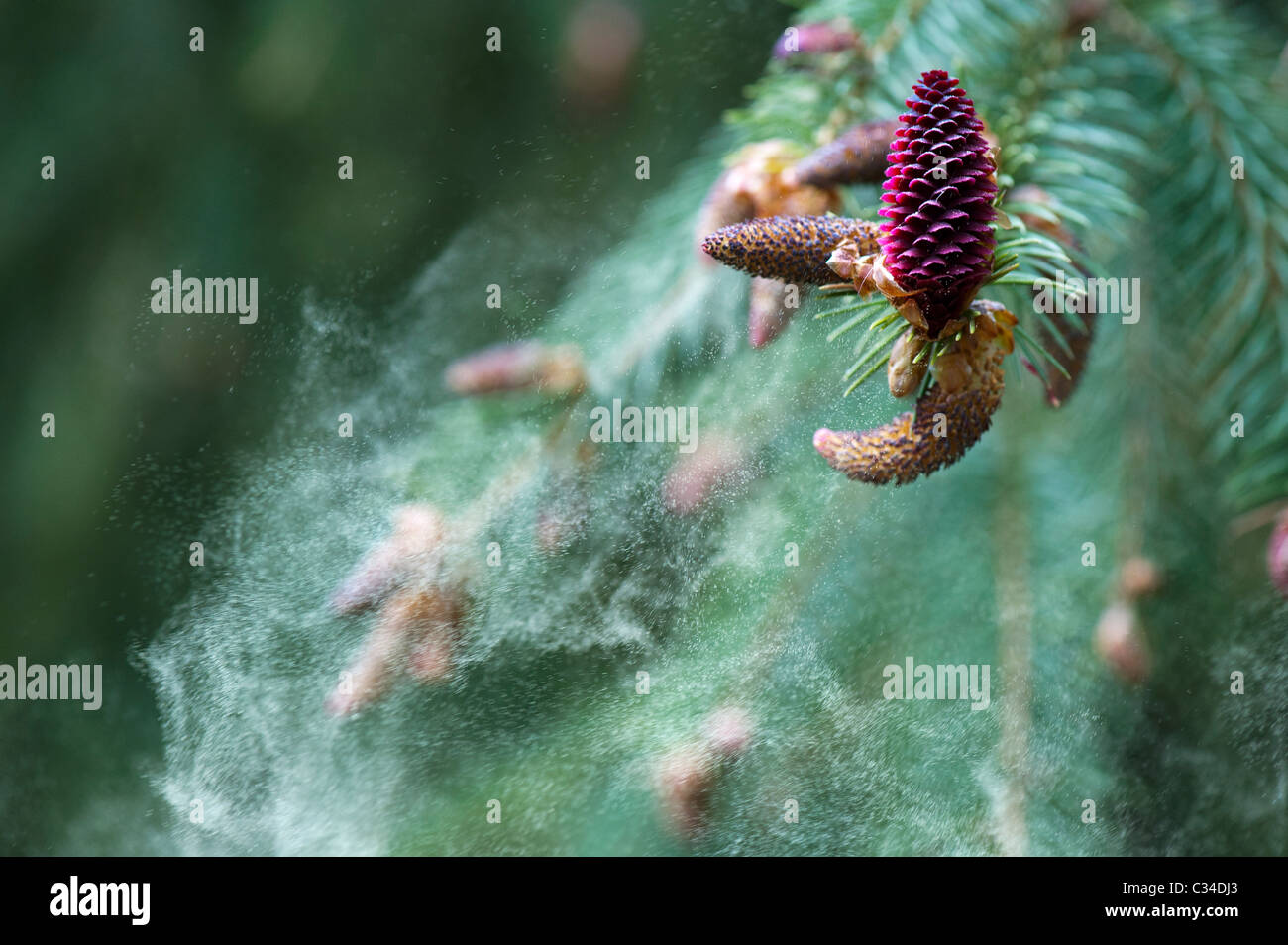 Picea Likiangensis. Luiang Fichte. Freigabe von Pollen Blüten Stockfoto
