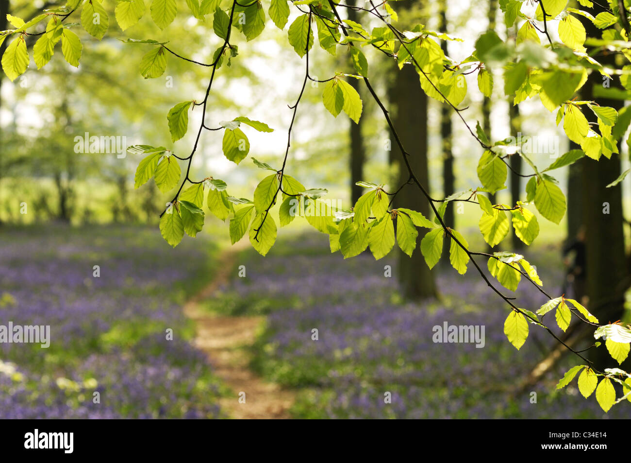 Buche Wälder mit Glockenblumen. Stockfoto