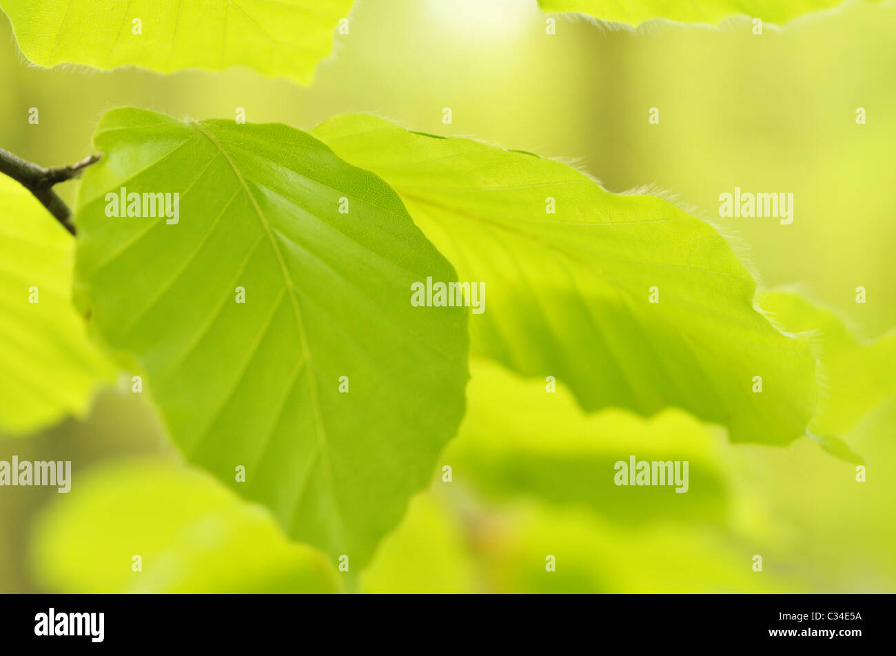 Nahaufnahme von jungen buchen lässt. Stockfoto