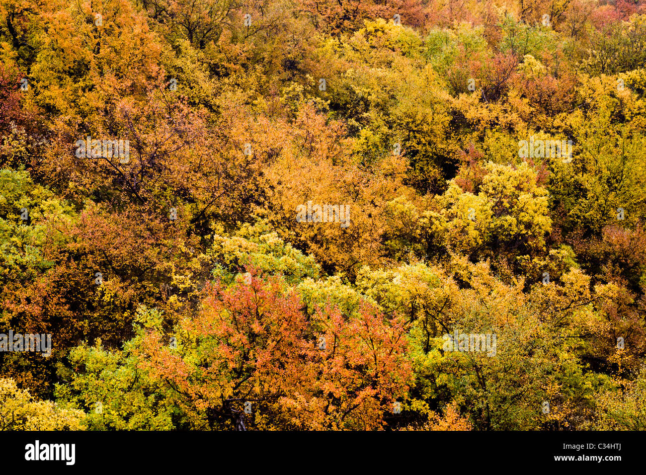 Farben des Herbstes. Birke (Betula). Narsarsuaq, Süd-Grönland. Stockfoto