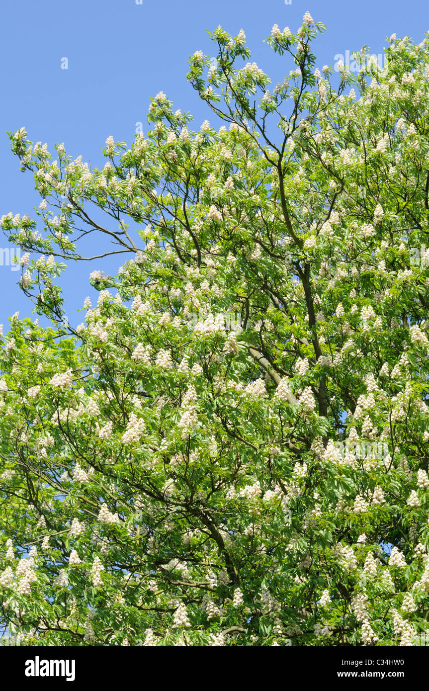 Rosskastanie Baum in voller Blüte. Stockfoto