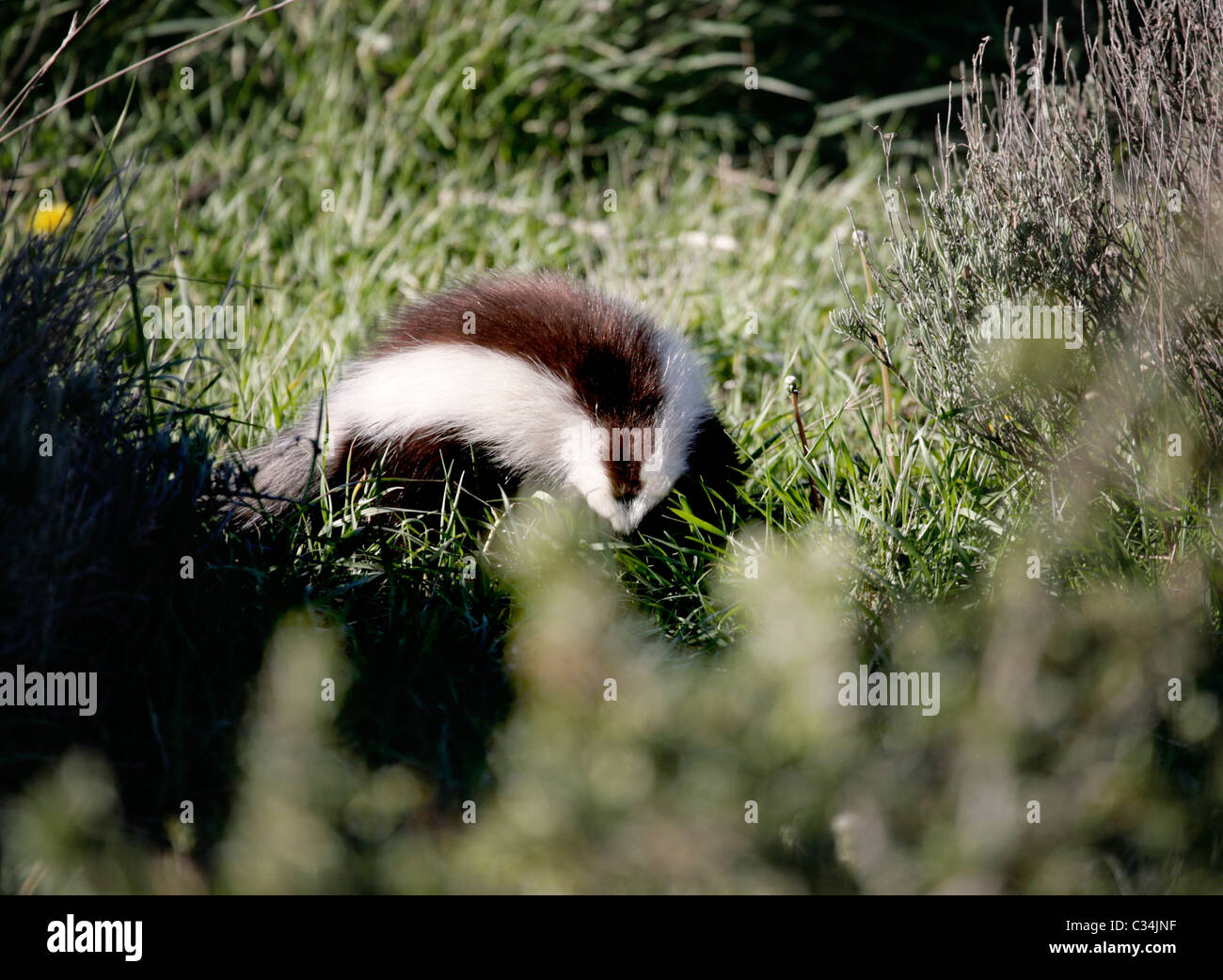Wilde Skunk in Torres del Paine, Patagonien, Chile, Südamerika. Stockfoto
