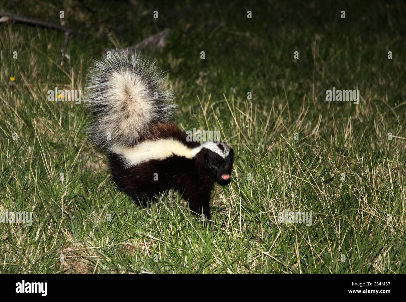 Wilde Skunk in Torres del Paine, Patagonien, Chile, Südamerika. Stockfoto