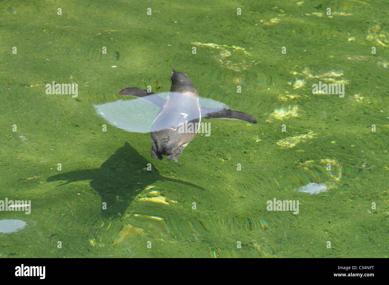Schwimmen Pinguin im Pool mit Schatten und Reflexion Stockfoto