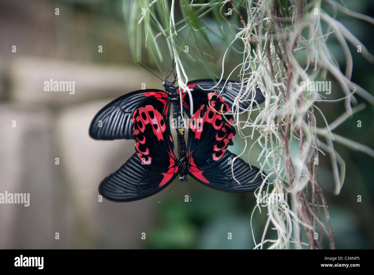 Scharlachroter Schwalbenschwanz Schmetterlinge Paarung-1 Stockfoto