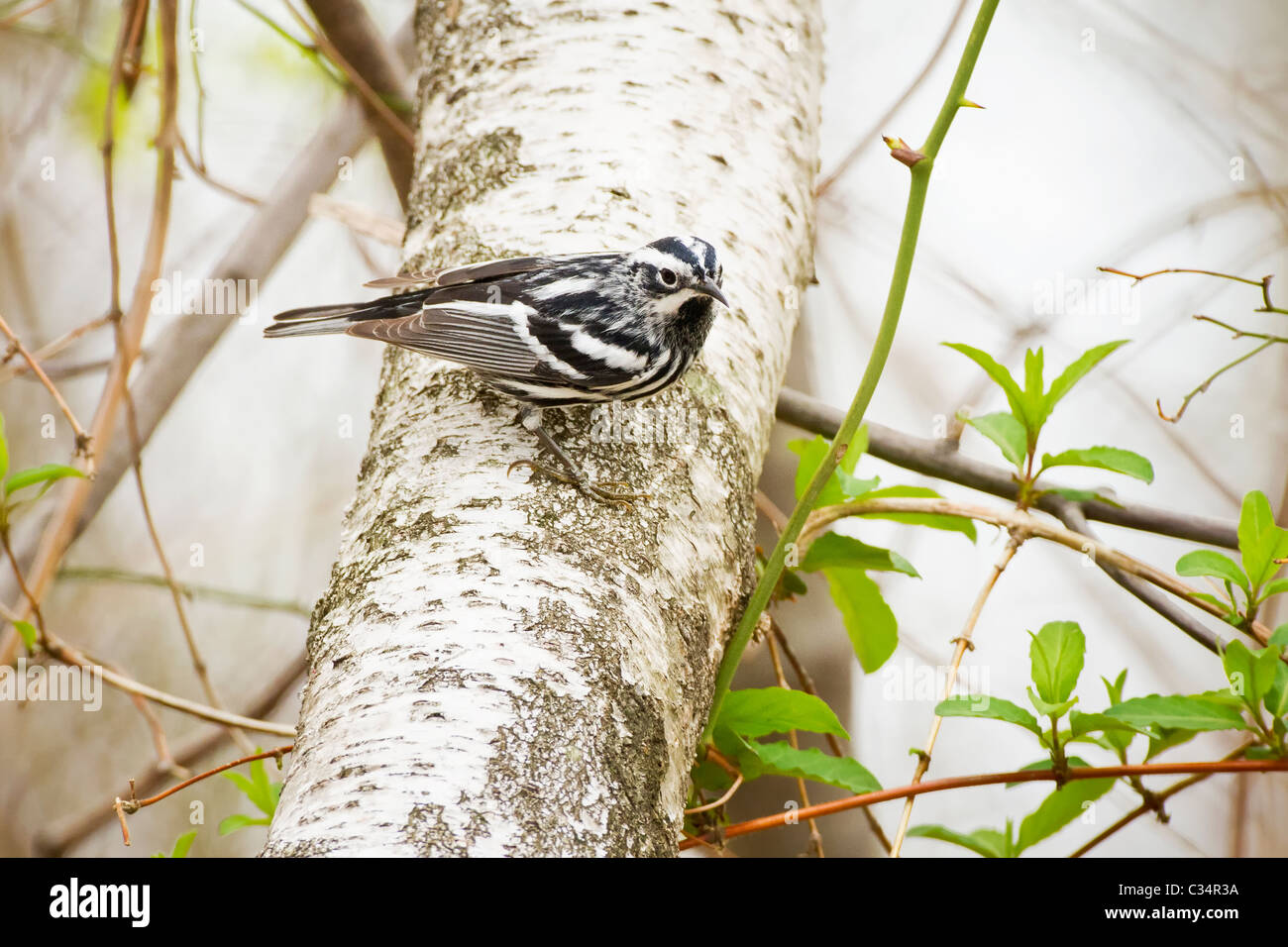 Schwarz-weiß-Warbler Stockfoto