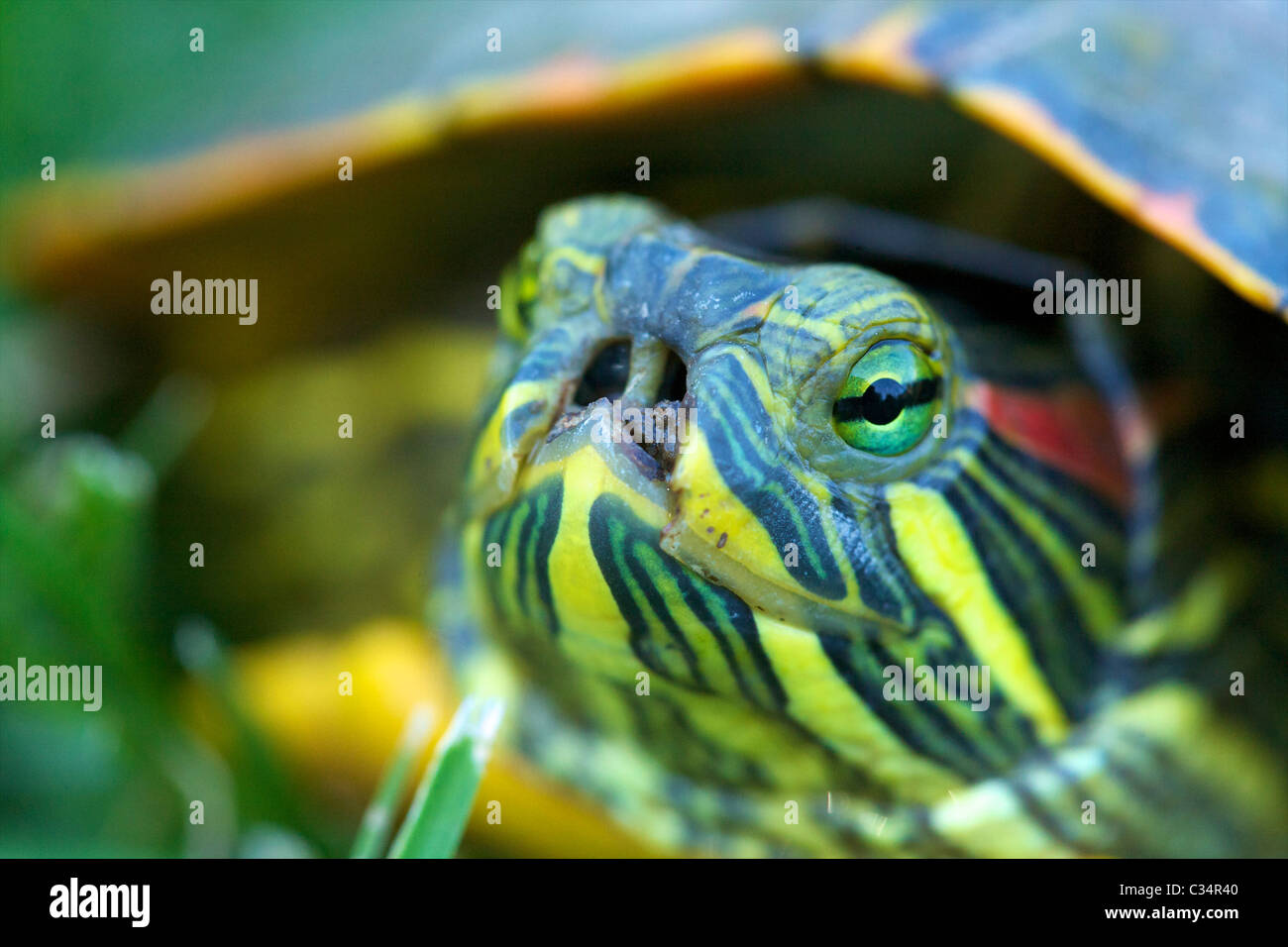 Eine entstellte rot-Schmuckschildkröte Schildkröte (ist Scripta Elegans), das seine Nase aus einem unbekannten Grund fehlt. Stockfoto