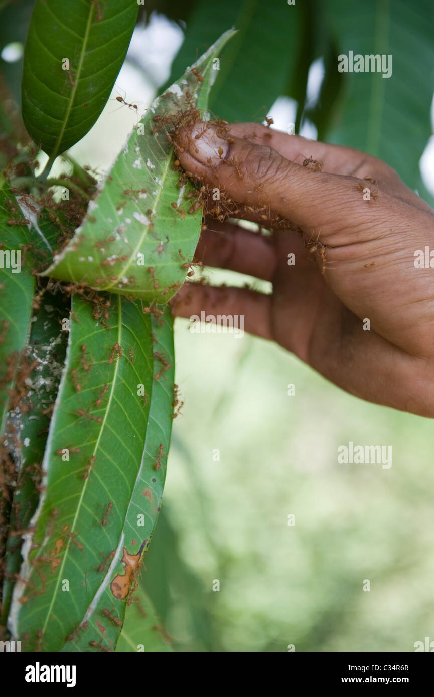 Öffnen eine Baum-Ameisen-Nest im Norden Osten Thailands, Ameisen für Lebensmittel zu sammeln. Menschliche Ameise-Esser. Stockfoto