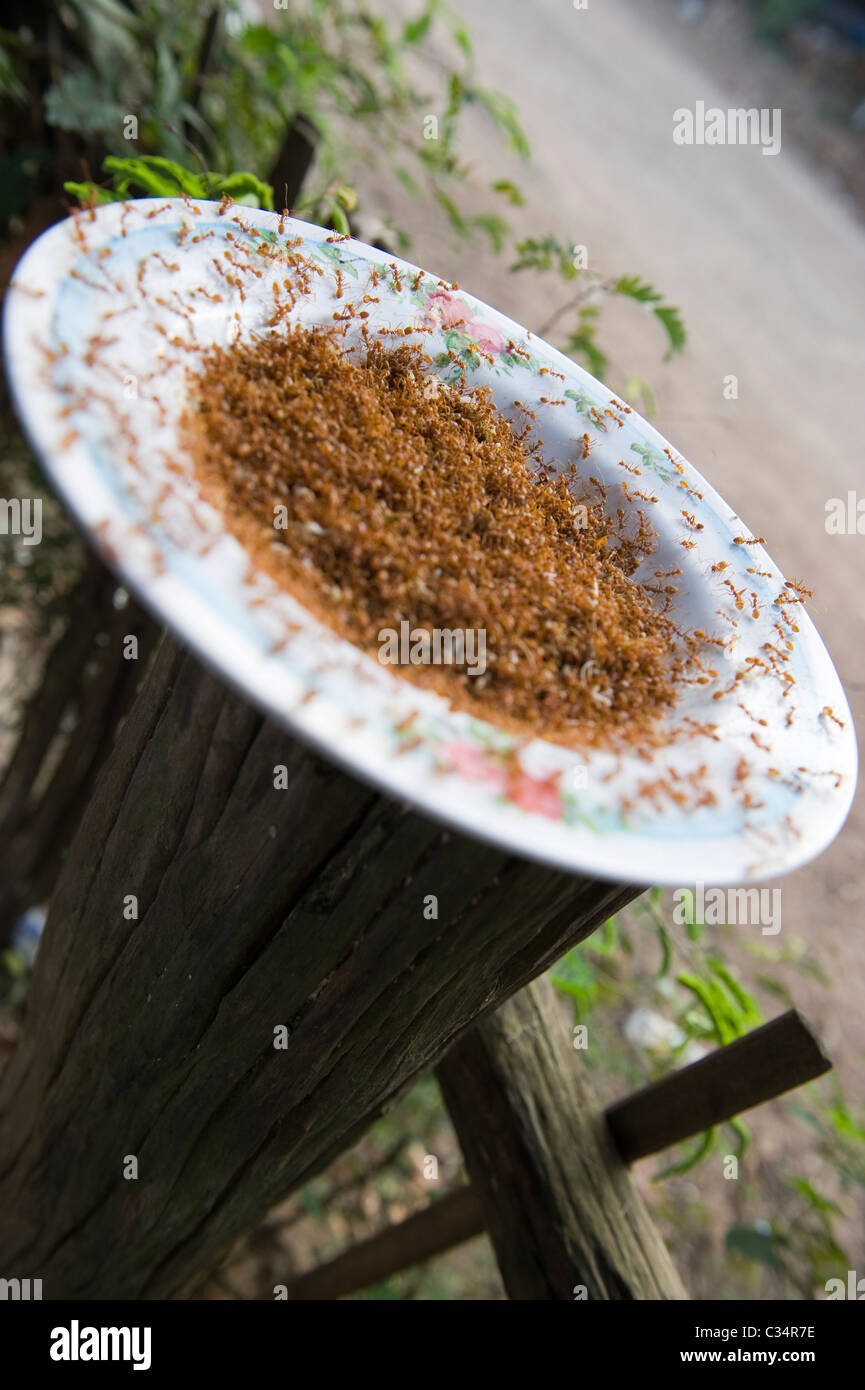 Ein Teller mit braunen Baum Ameisen nach der Entnahme für das Essen in der Sonne austrocknen. Diejenigen, die Leben gehen zurück in die Bäume. Stockfoto