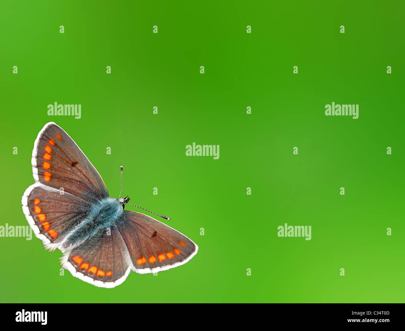 Schmetterling auf grünem Hintergrund Stockfoto