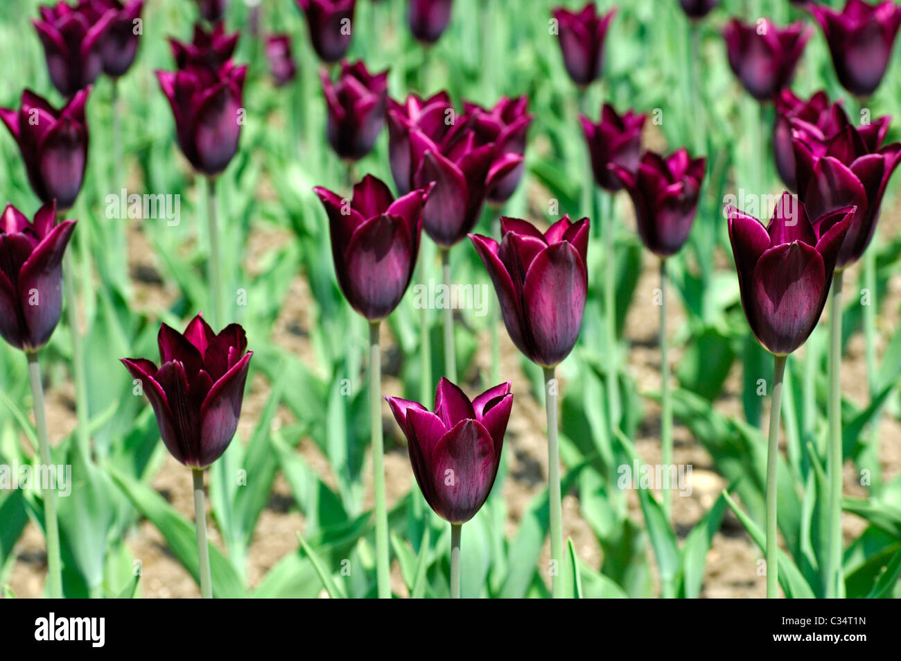 Havran Triumph Tulpen, holländische Tulpen Stockfoto