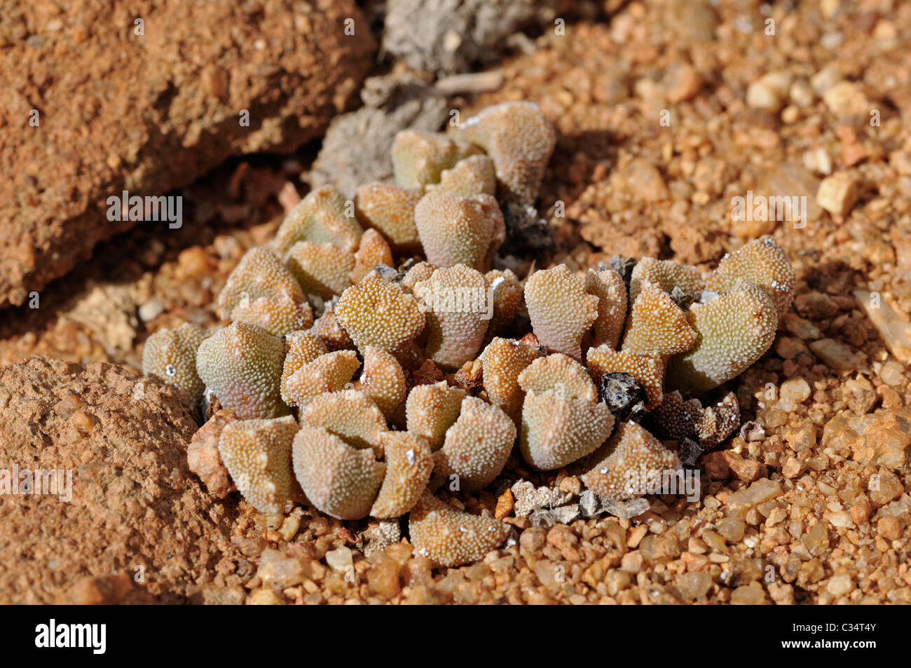 Titanopsis SP., in Lebensraum, Mittagsblumengewächsen, Mesembs, Mimikry Pflanze, Goegap Nature Reserve, Namaqualand, Südafrika Stockfoto