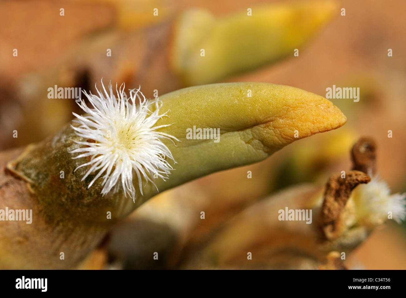 Dactolypsis Digitatus, Phyllobolus Digitatus, Mittagsblumengewächsen, Mesembs, Goegap Nature Reserve, Namaqualand, Südafrika Stockfoto