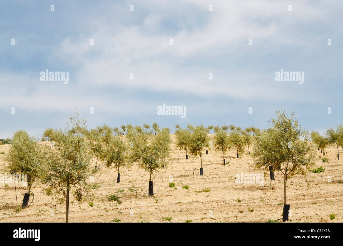 Junge Olivenbäume gepflanzt am Hang in Andalusien, Spanien Stockfoto