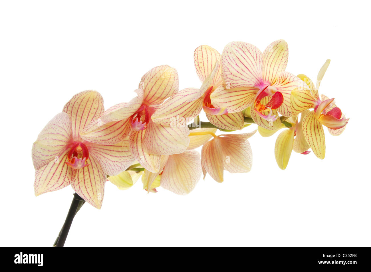 Spray von Phalaenopsis Orchideen Blüten gegen weiß Stockfoto