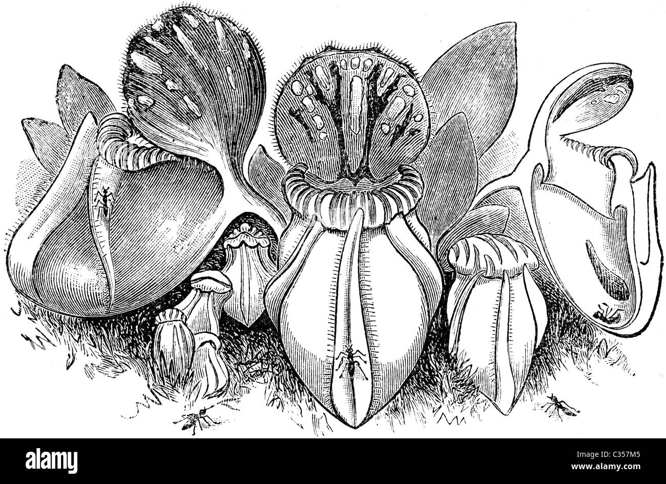 Buchillustration des 19. Jahrhunderts, 9. Ausgabe der Encyclopaedia Britannica von Fly-Catcher Cephalotus Folliculari (1875) entnommen Stockfoto