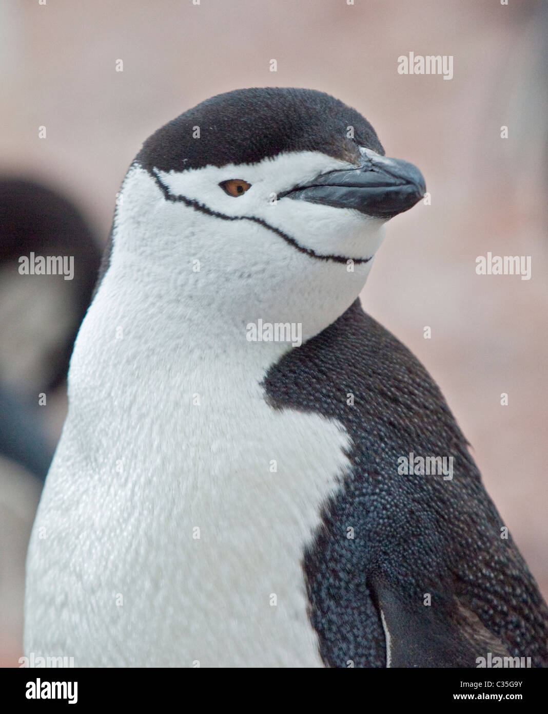 Chinstrap Pinguin (Pygoscelis antarktis), Point Wild, Elephant Island, South Orkneys Stockfoto