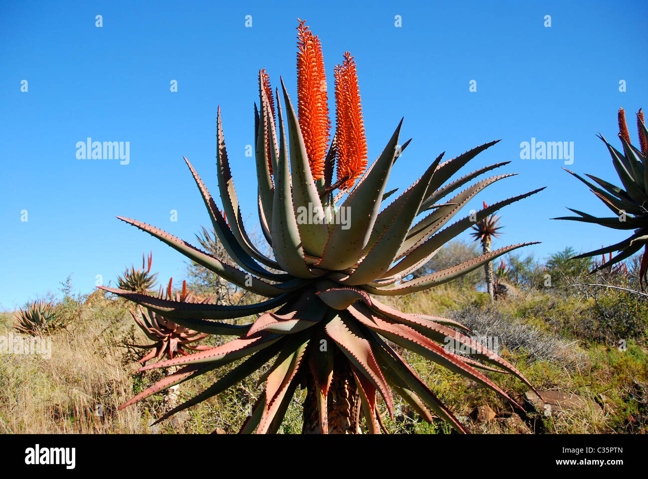 Blüte der Aloe-Pflanze wächst in einem Feld Stockfoto