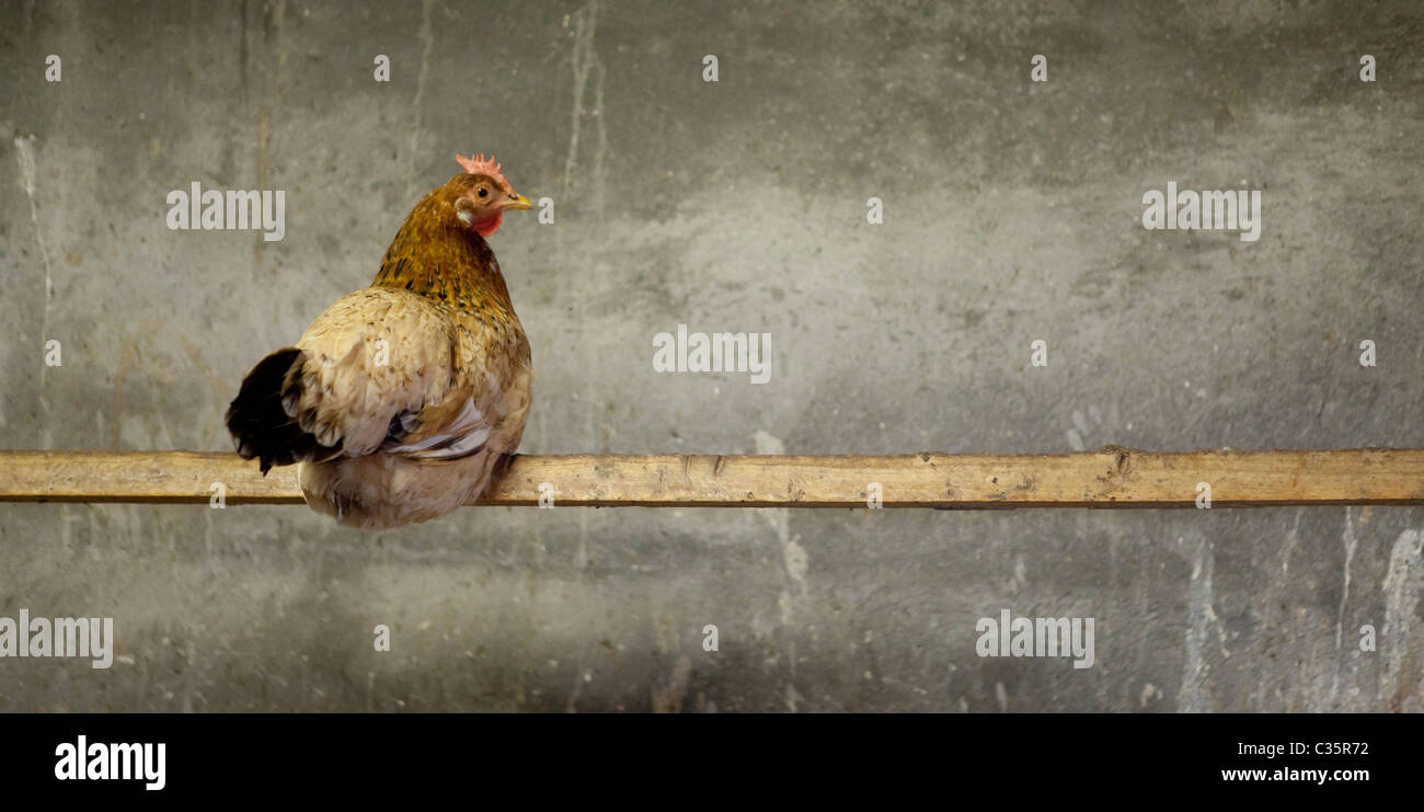 Freilandhaltung Huhn auf Post, Island Stockfoto