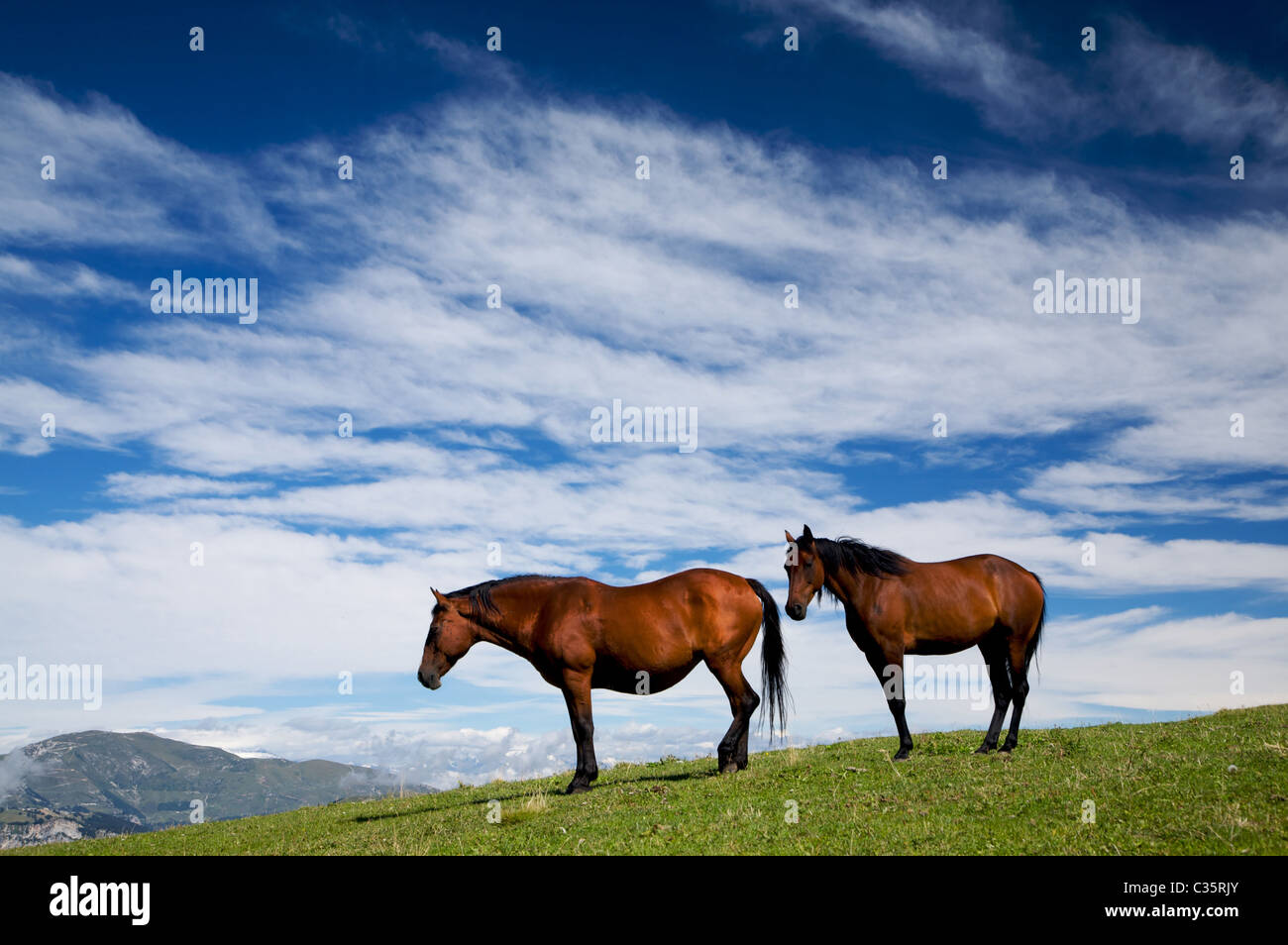 Pferd auf Weide, Revoltel Alp, Lessini Gebirge, Trentino Alto Adige, Italien, Europa Stockfoto