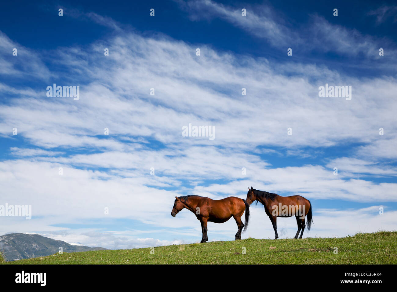 Pferd auf Weide, Revoltel Alp, Lessini Gebirge, Trentino Alto Adige, Italien, Europa Stockfoto