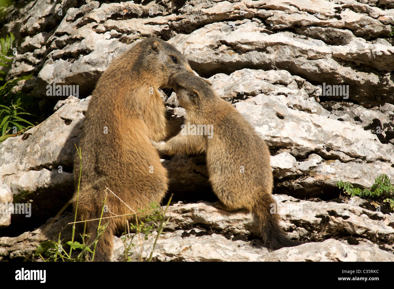 Marmota Marmota, Welpen Murmeltier in lessinischen Berge, Trentino Alto Adige, Italien, Europa Stockfoto