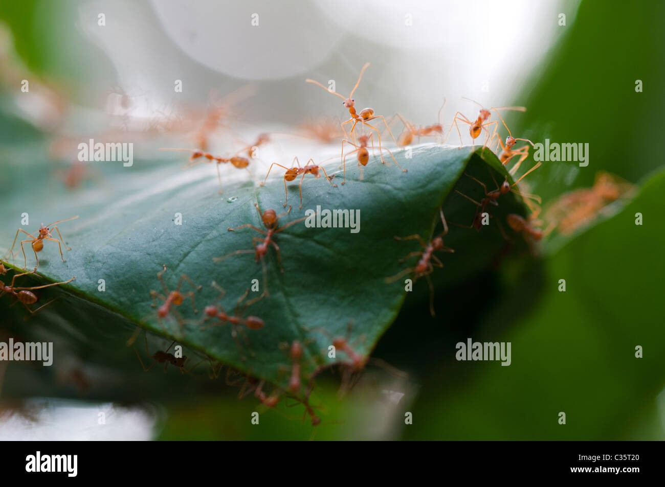 Green Ant nest Stockfoto