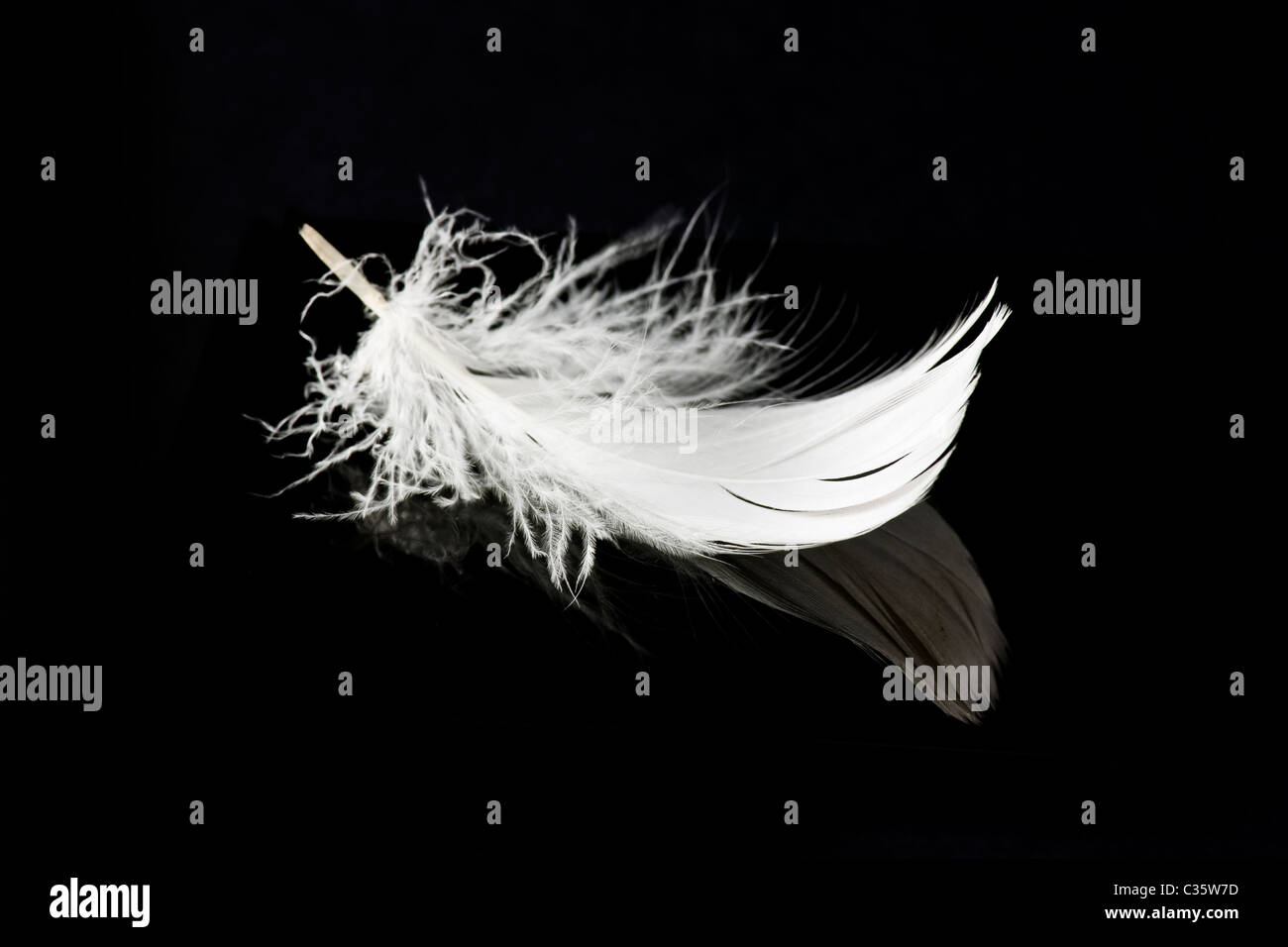 weiße Feder auf einfarbigen schwarzen Hintergrund mit Reflexion Stockfoto