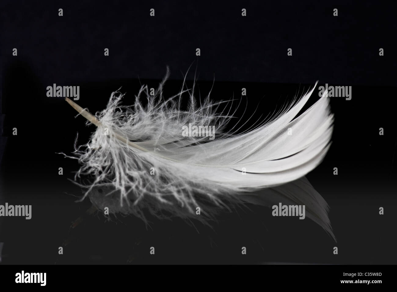 weiße Feder auf einfarbigen schwarzen Hintergrund mit Reflexion Stockfoto