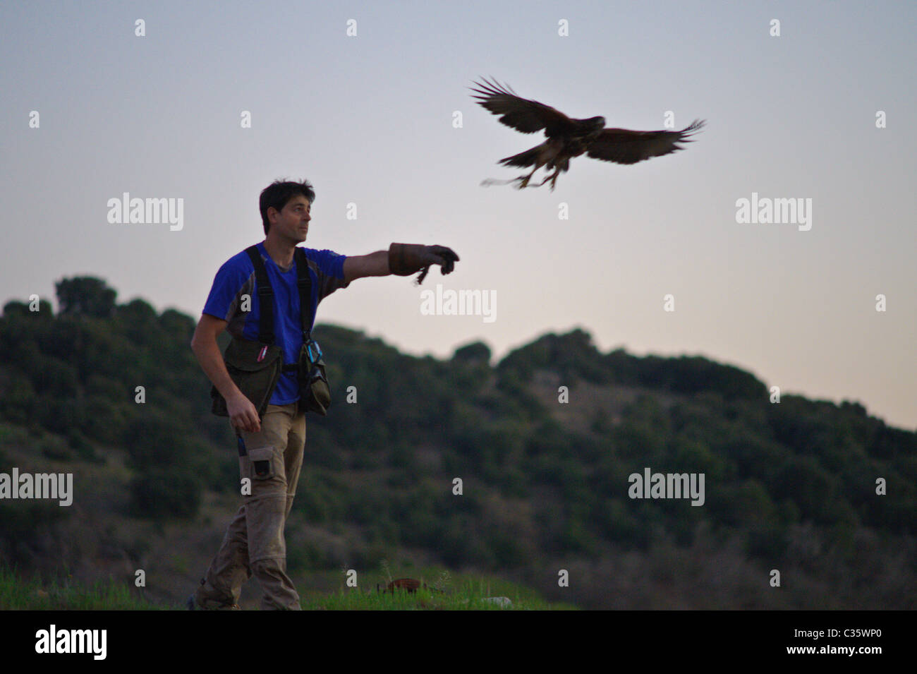 Mann seinen Falken bei Sonnenuntergang oder Dämmerung in Vilanova de Prades Spanien Ausbildung Stockfoto