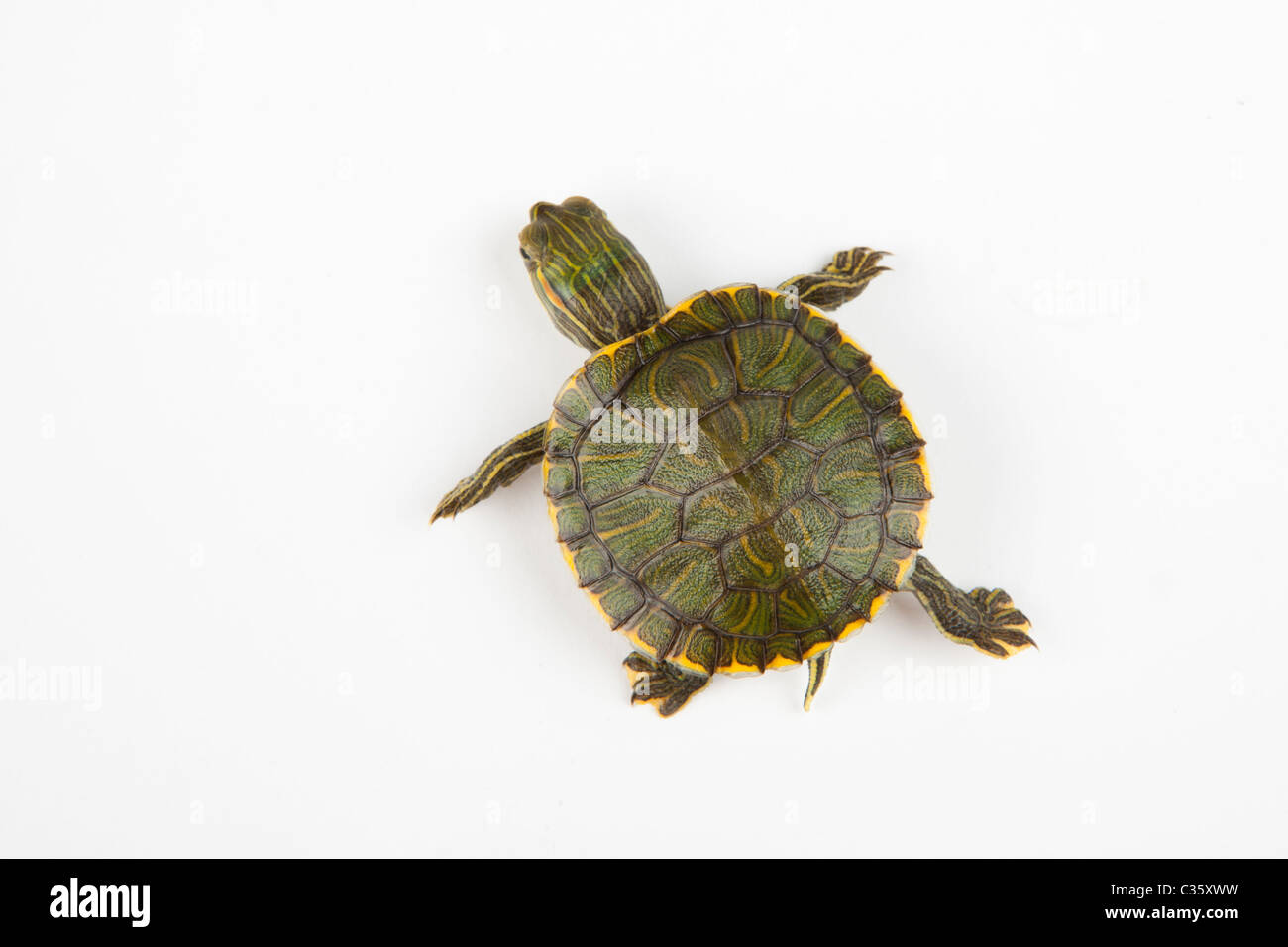 Kleine Schildkröte mit weißem Hintergrund Stockfoto