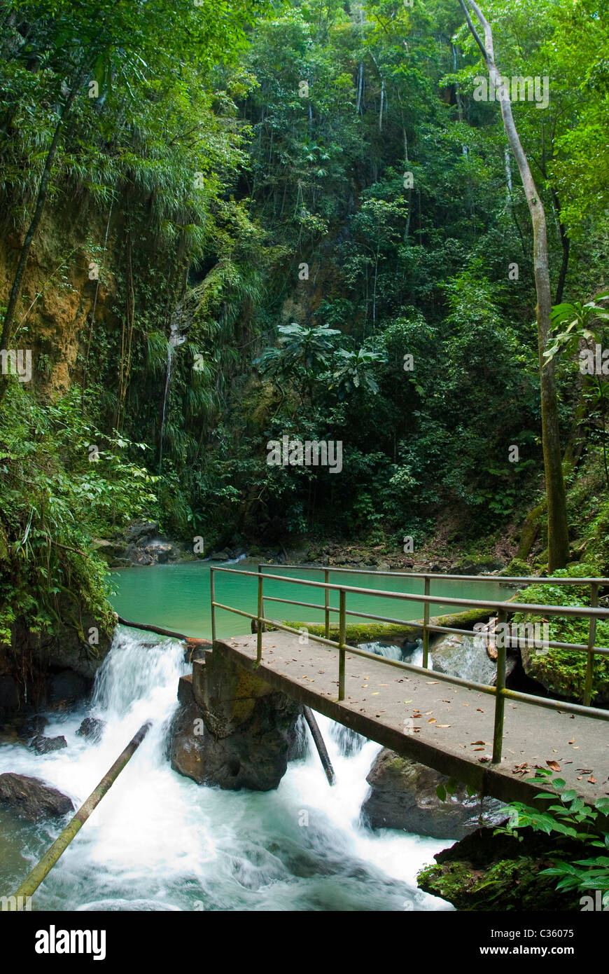 Mineralquelle an der Cranbrook Flower Forest, Saint Ann, Jamaika Stockfoto