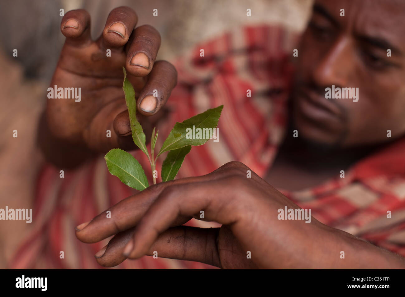 Khat-Süchtigen - Altstadt, Harar Äthiopien, Afrika Stockfoto