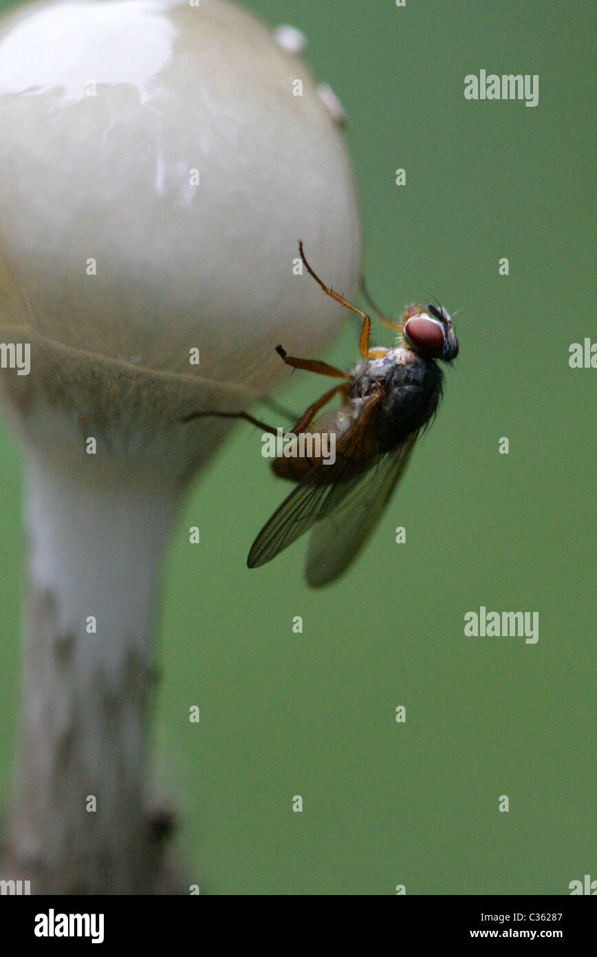 Fly, Herbst Stubenfliege oder Vieh fliegen, Musca Autumnalis, Muscidae, Diptera auf einen Porzellan-Pilz, Oudemansiella Mucida konfrontiert. Stockfoto