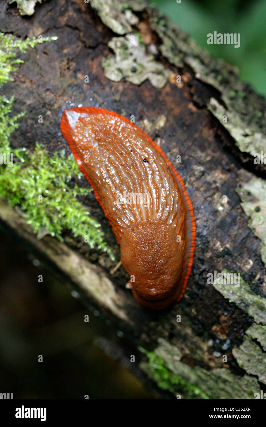 Rot Slug, Arion Rufus, Arionidae, Gastropoda, Mollusca. Stockfoto