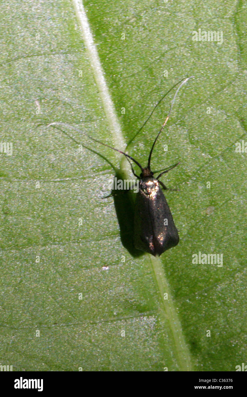 Longhorn Micro Motte, Cauchas Fibulella (Adela Fibulella), Adelidae. Stockfoto