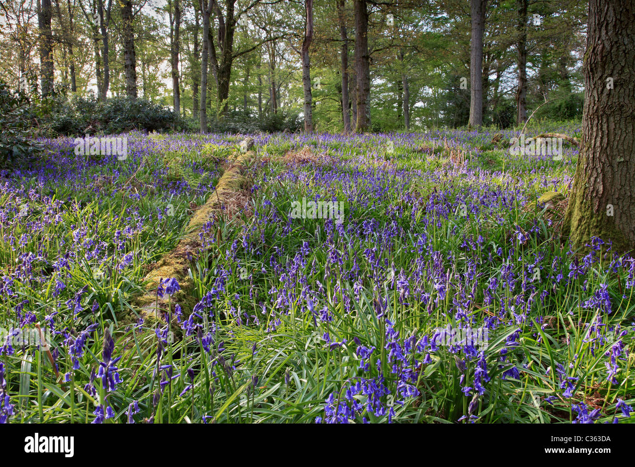 Coldwaltham Park Bluebell Holz, Coldwaltham, West Sussex, malerischen Holz, das mit Glockenblumen im späten Frühjahr mit Teppichboden ausgelegt ist. Stockfoto