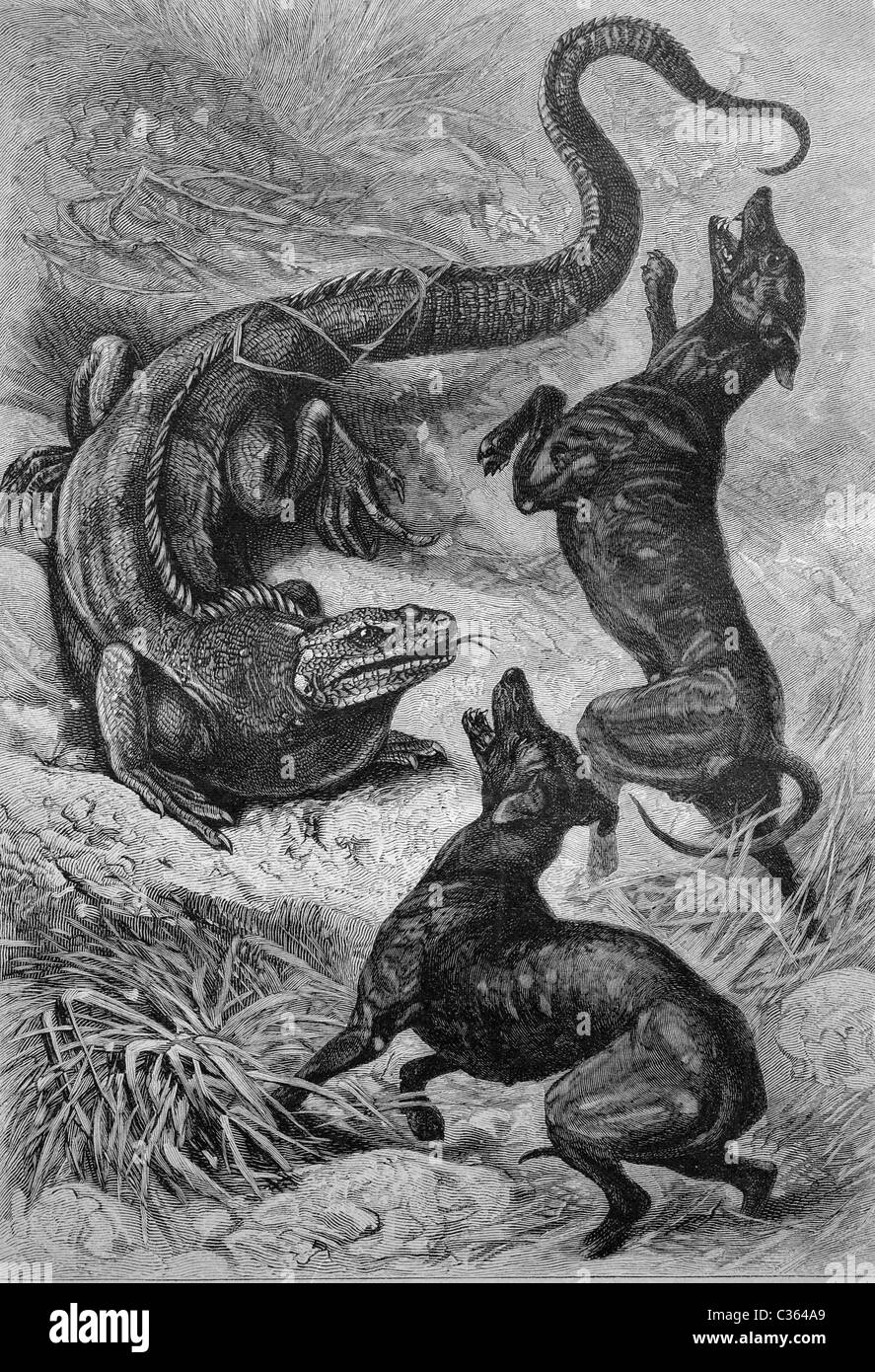 Cyclura Leguan kämpfen mit Jagdhunden, historische Abbildung ca. 1893 Stockfoto