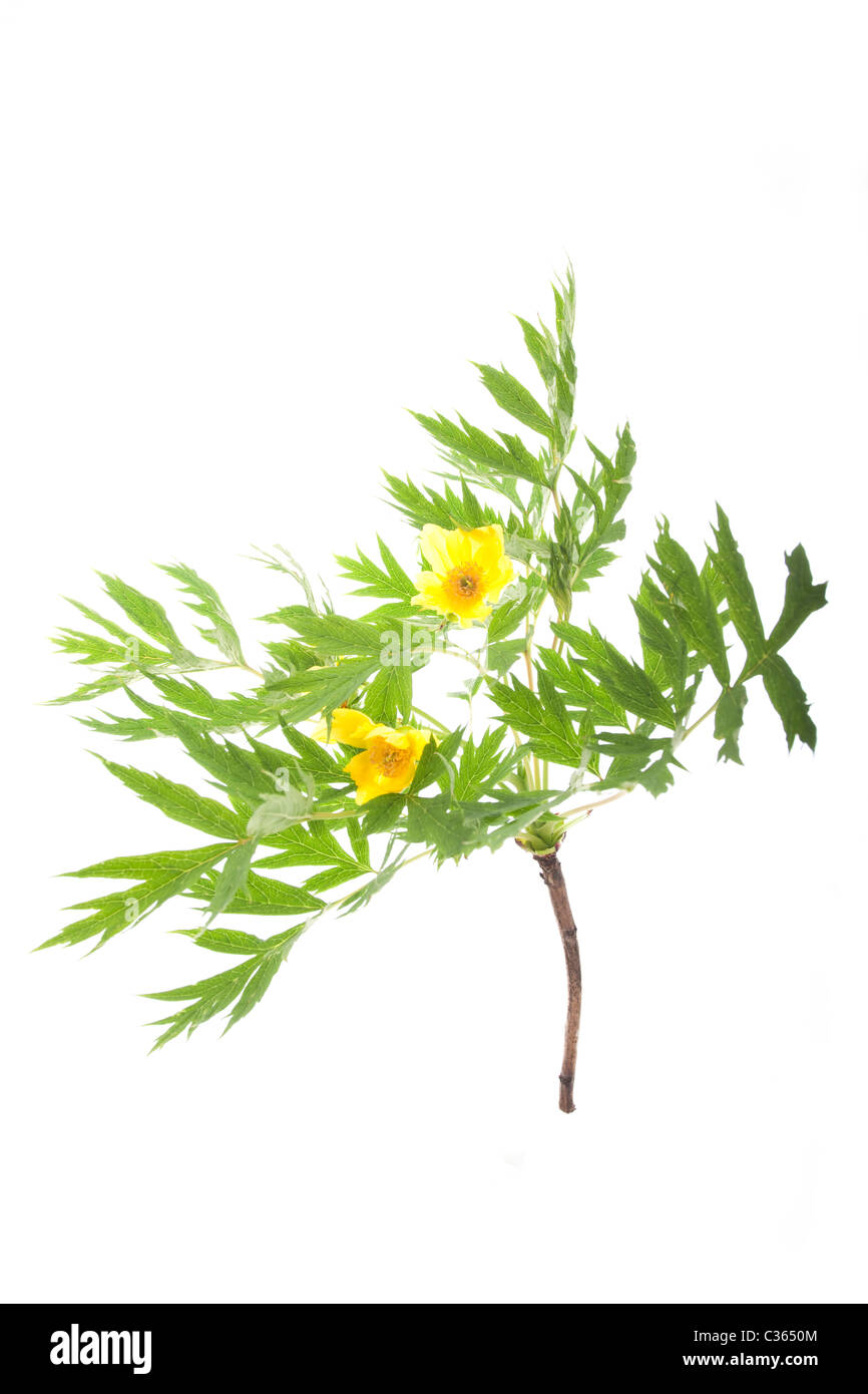 Pfingstrose Paeonia Ludlowii Zweig mit Blüten isoliert auf weißem Hintergrund Stockfoto