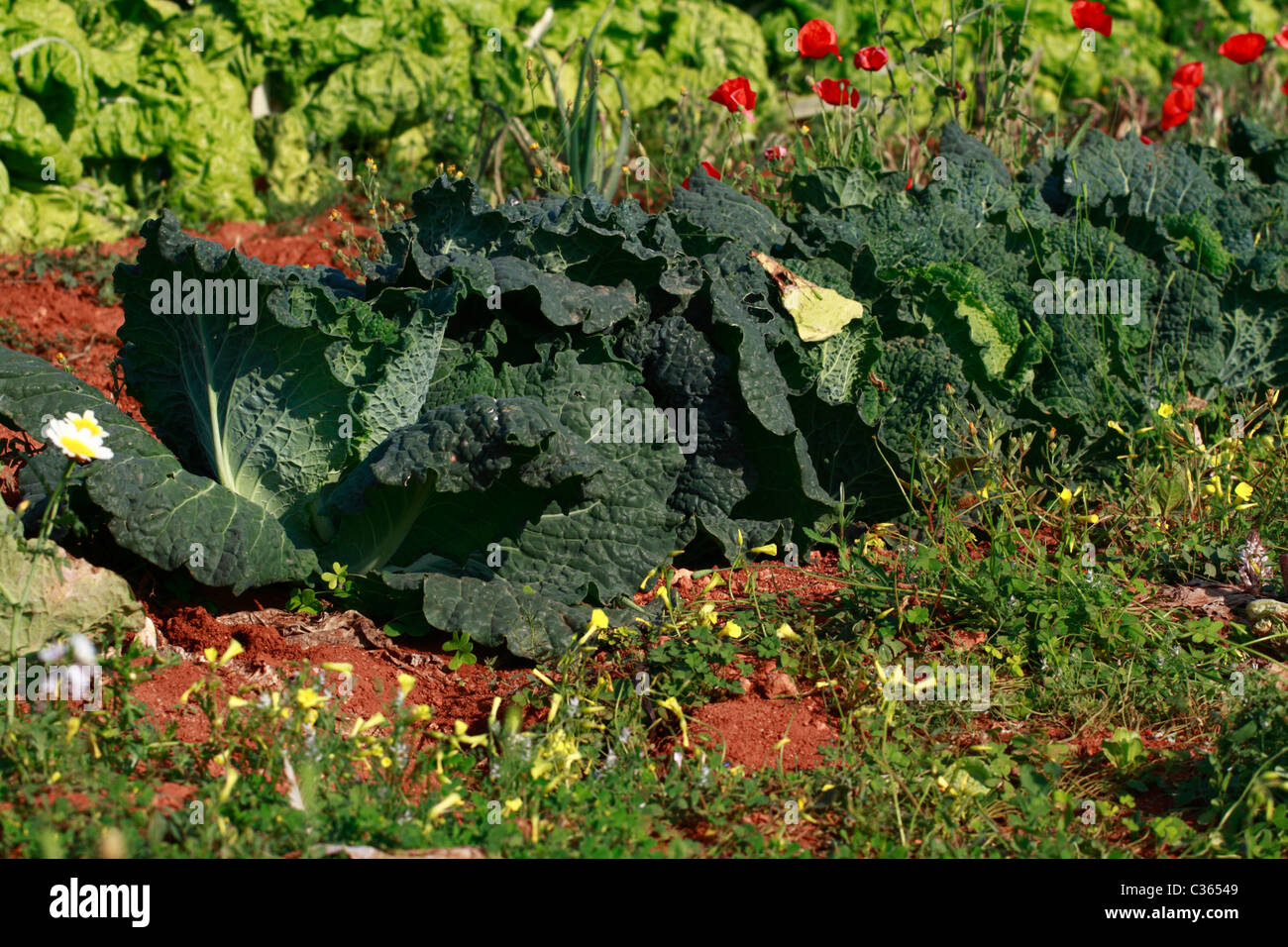 Kohl-Plantage, Detailansicht Stockfoto