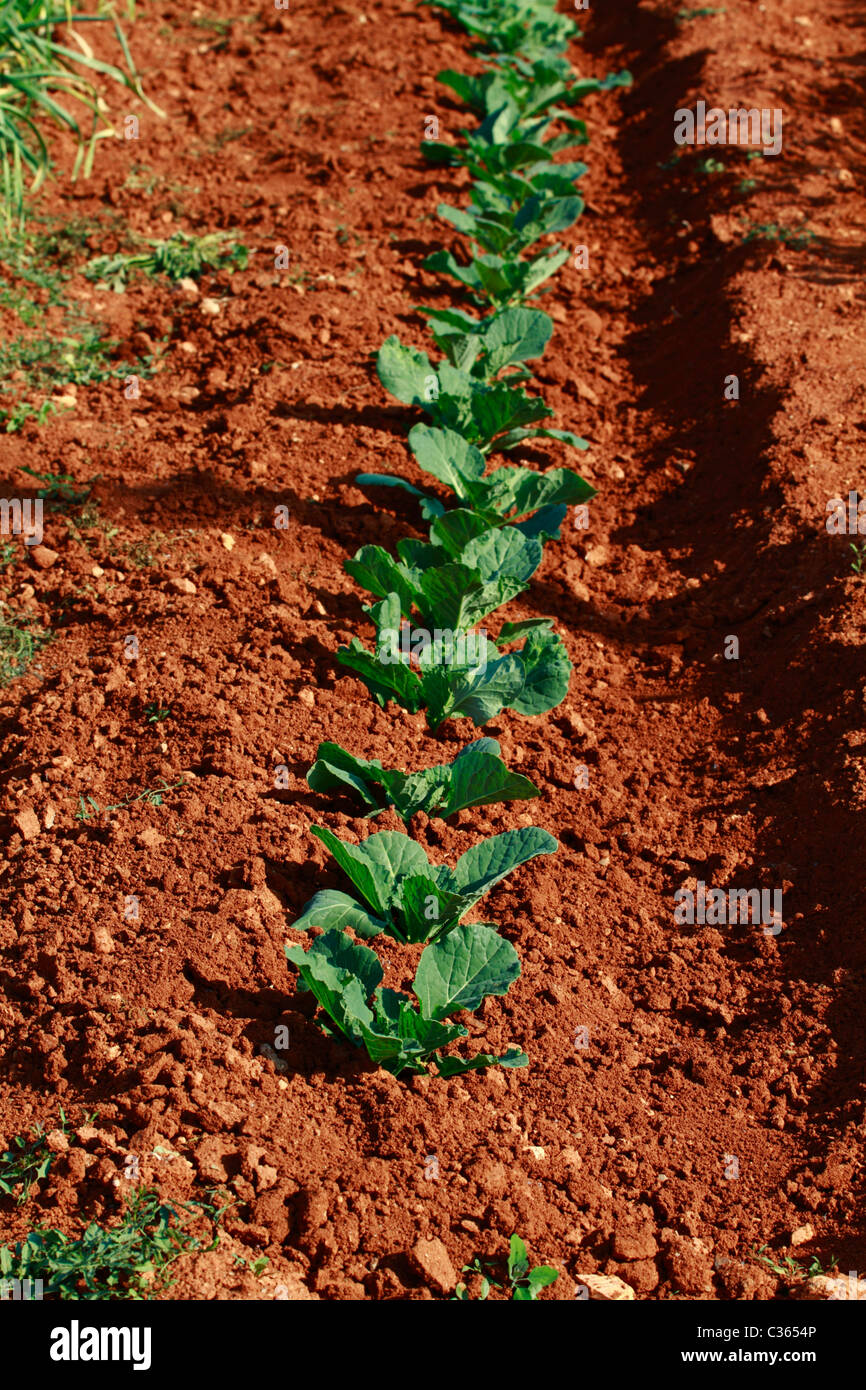 Kohl-Plantage, Detailansicht Stockfoto