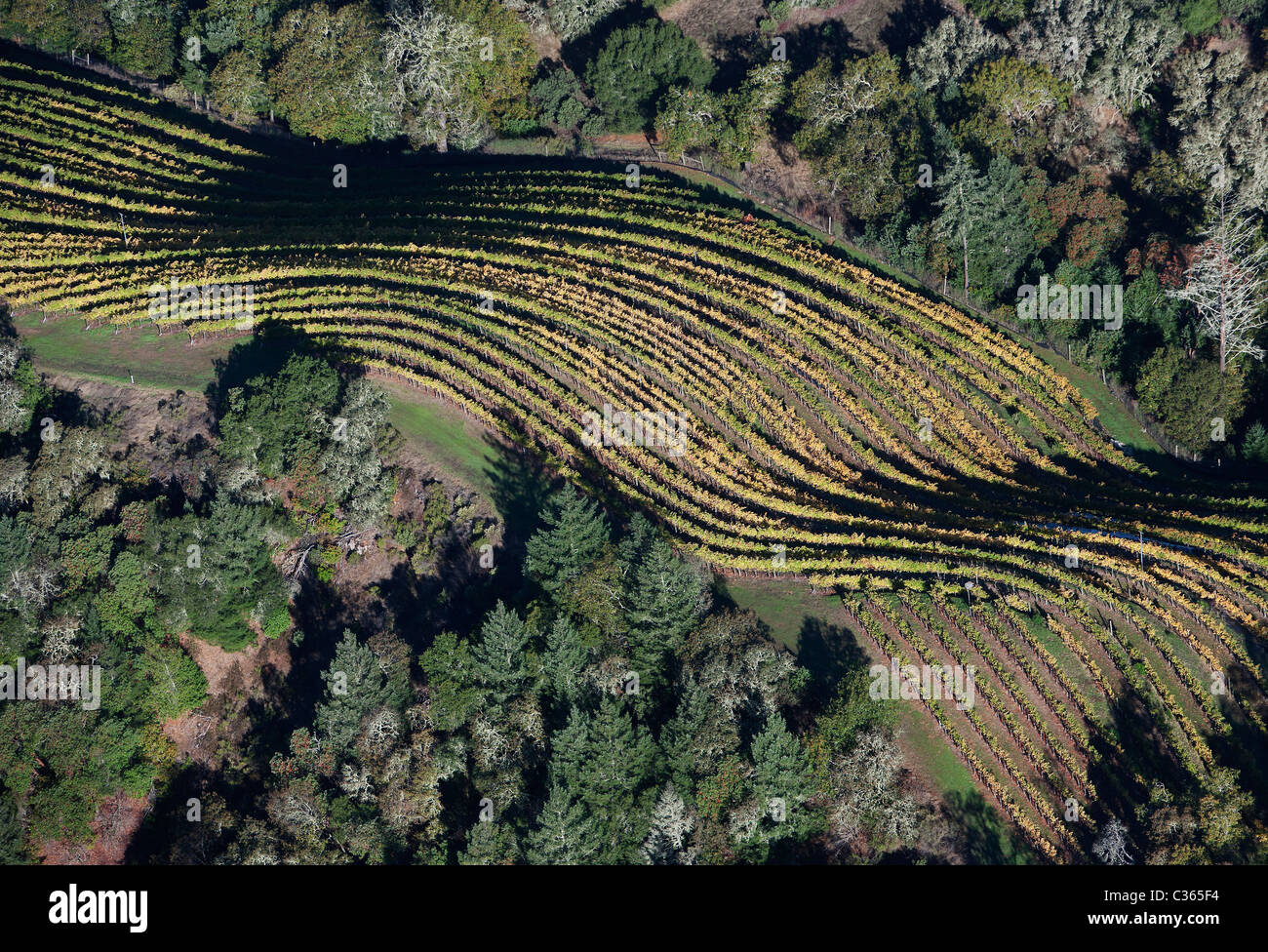 Luftaufnahme über Mountain Top Weinberg Zeilen Herbst Sonoma county Califonia Stockfoto