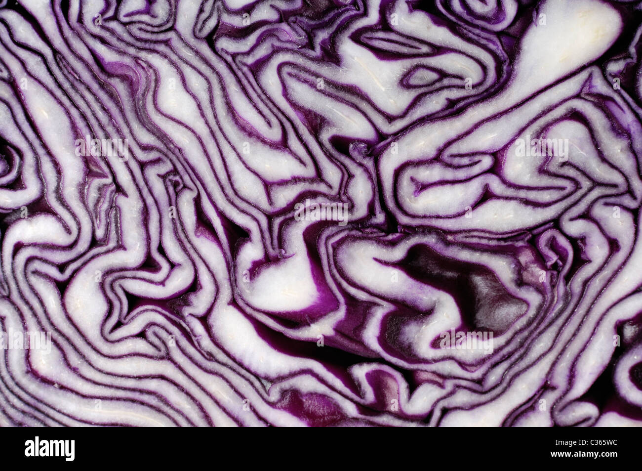 Rotkohl Slice Nahaufnahme abstrakte organische Textur Hintergrund Brassica Oleracea var. Capitata F. rubra Stockfoto
