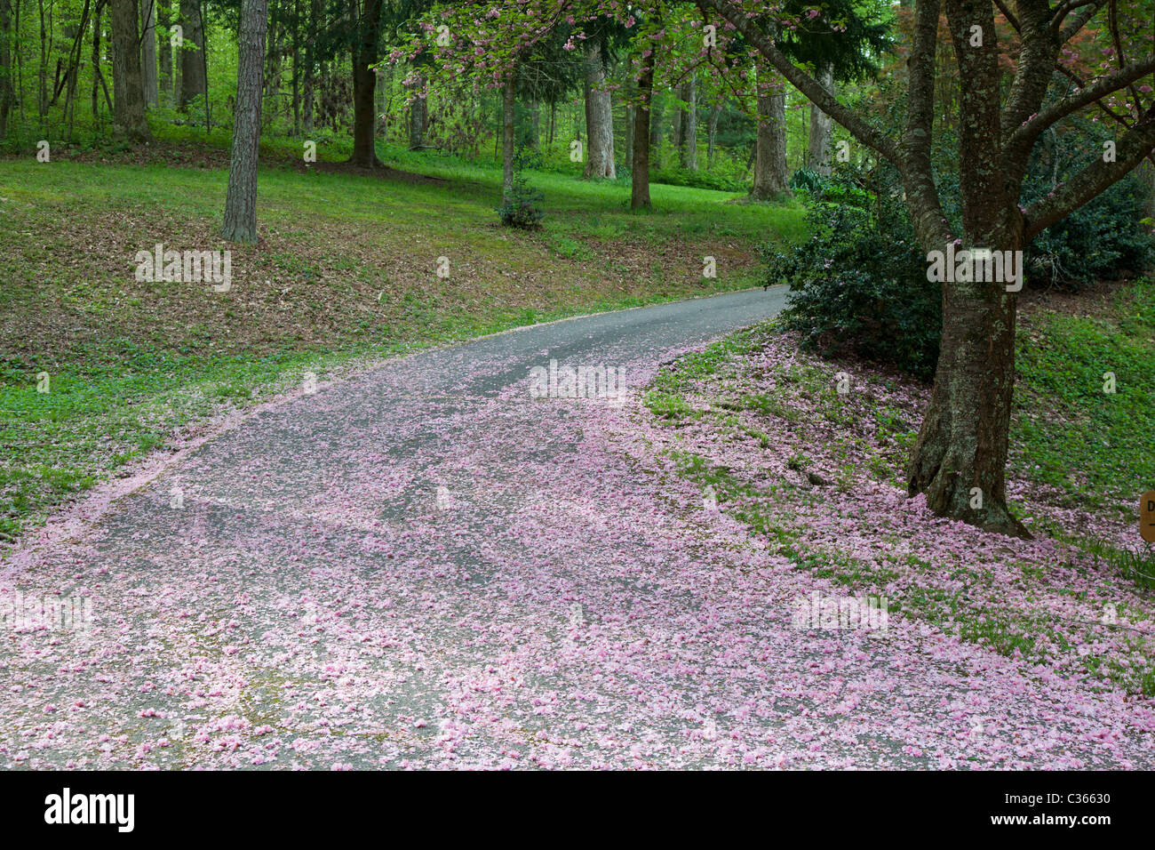 Oak Ridge, Tennessee - Blüten aus einer Kwanzan Kirsche Baum eine Einfahrt an der University of Tennessee Arboretum. Stockfoto