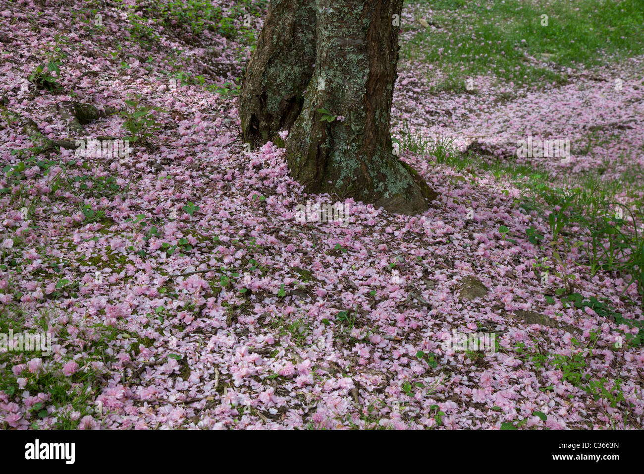 Oak Ridge, Tennessee - Kirschblüten aus einem Kwanzan Kirschbaum auf dem Boden an der University of Tennessee Arboretum. Stockfoto