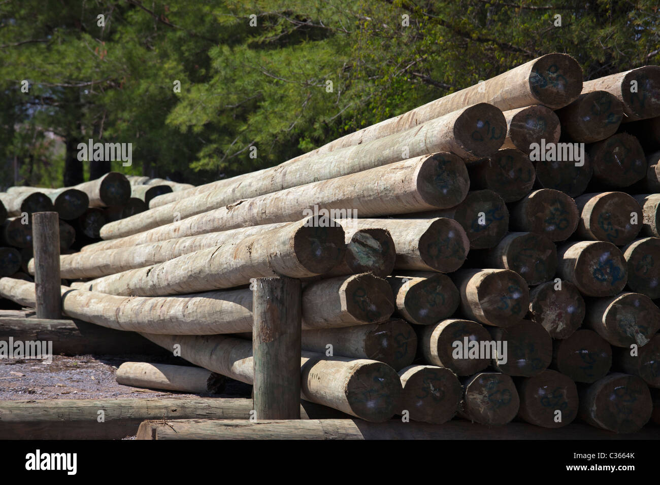 Sweetwater, Tennessee - Piiles von Strommasten in einem Wald Produkte Unternehmen. Stockfoto