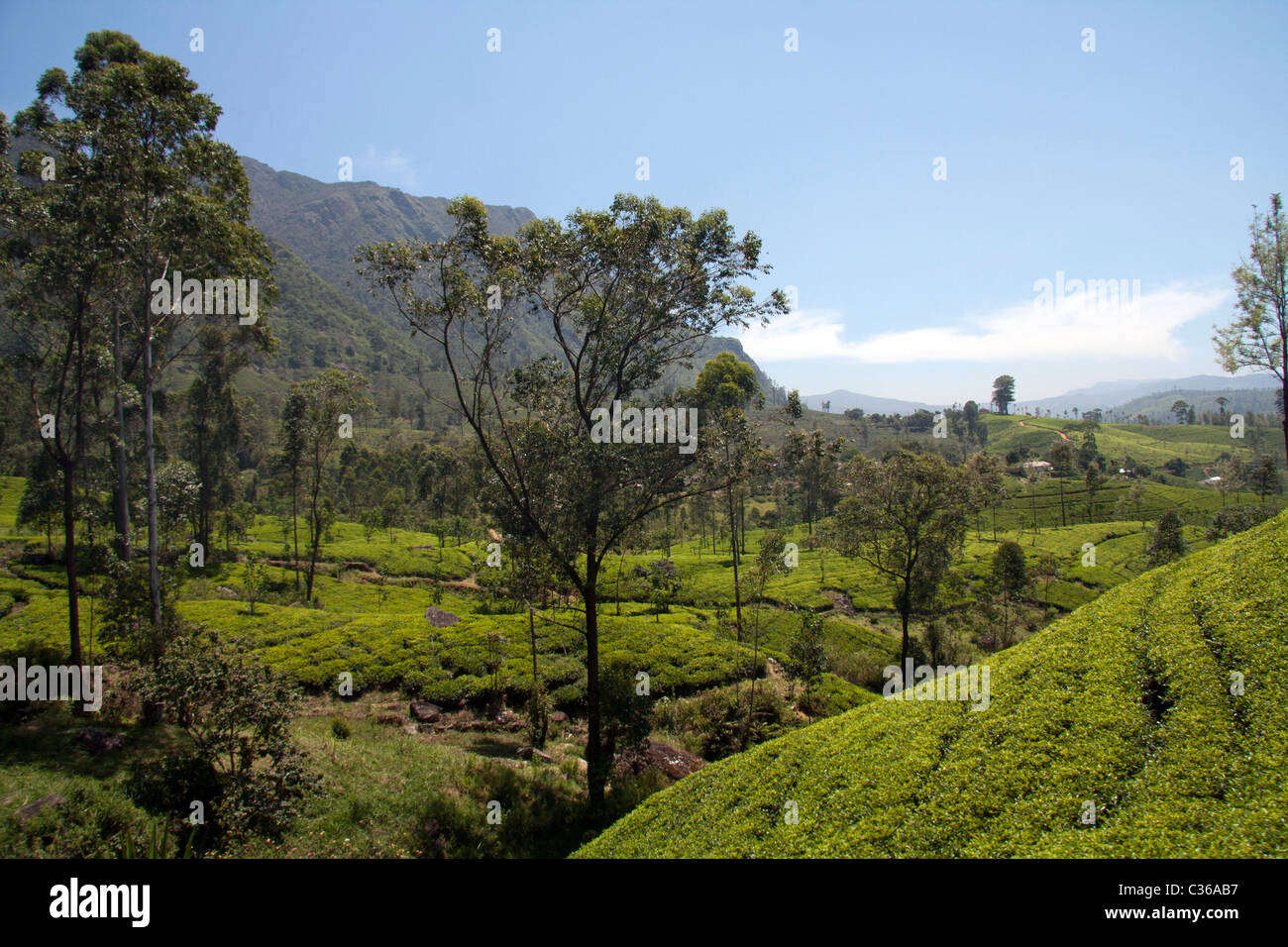 Das Hügelland in Sri Lanka Stockfoto