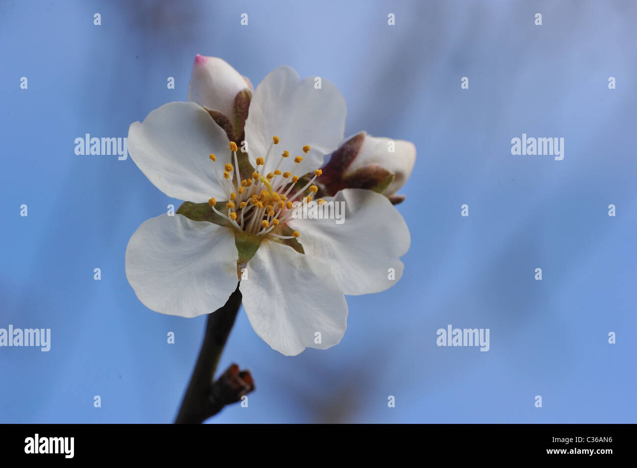 Süße Aldmond Baum (Amygdalus Communis - Prunus Communis - Prunus Dulcis - Prunus Amygdalus) blühen im Frühling Stockfoto